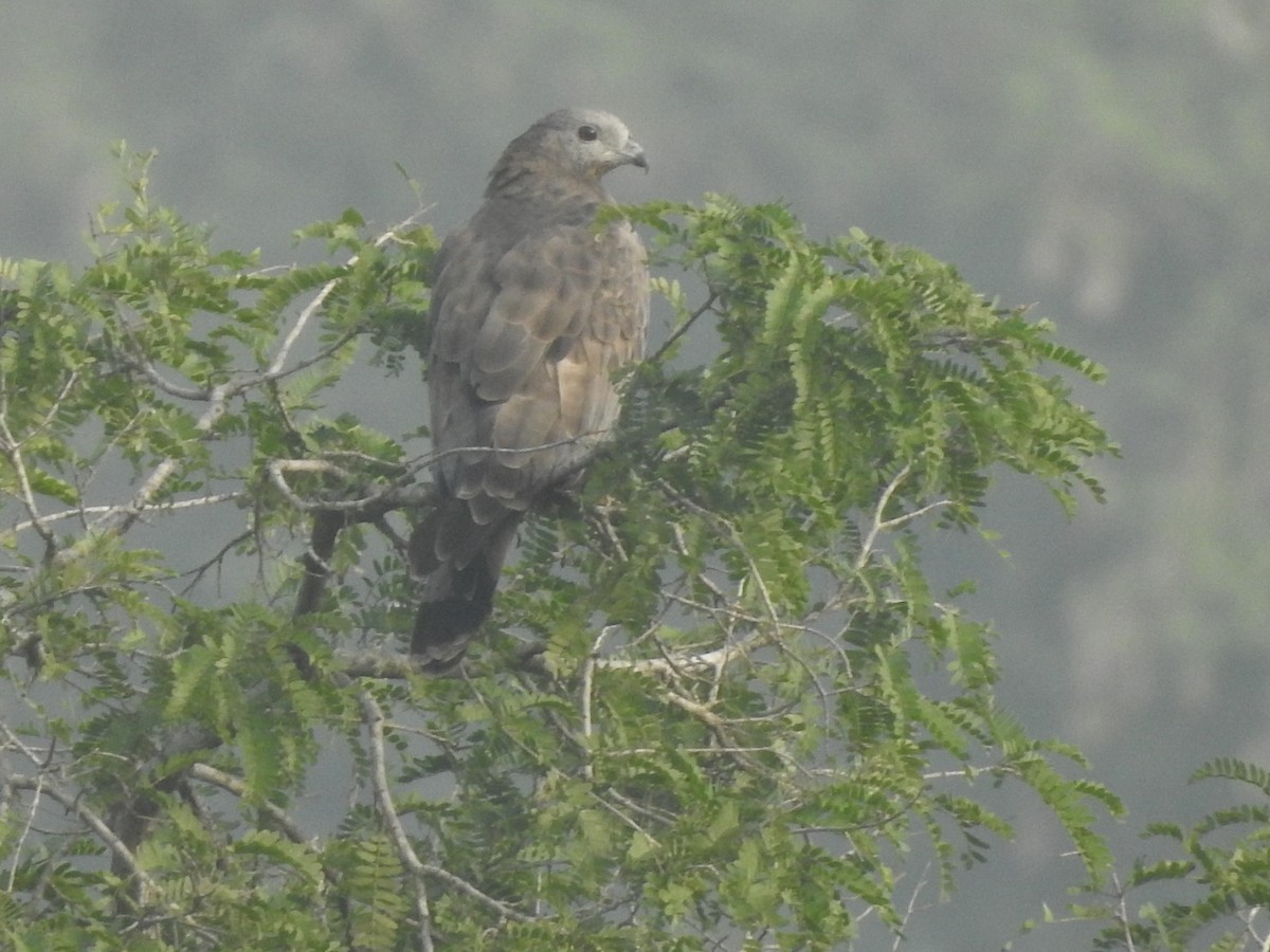 Oriental Honey-buzzard - ML247625831