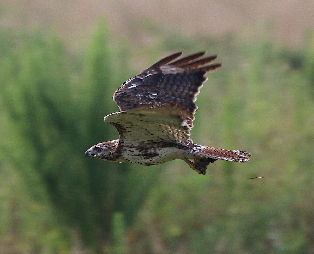 Red-tailed Hawk - ML247625861