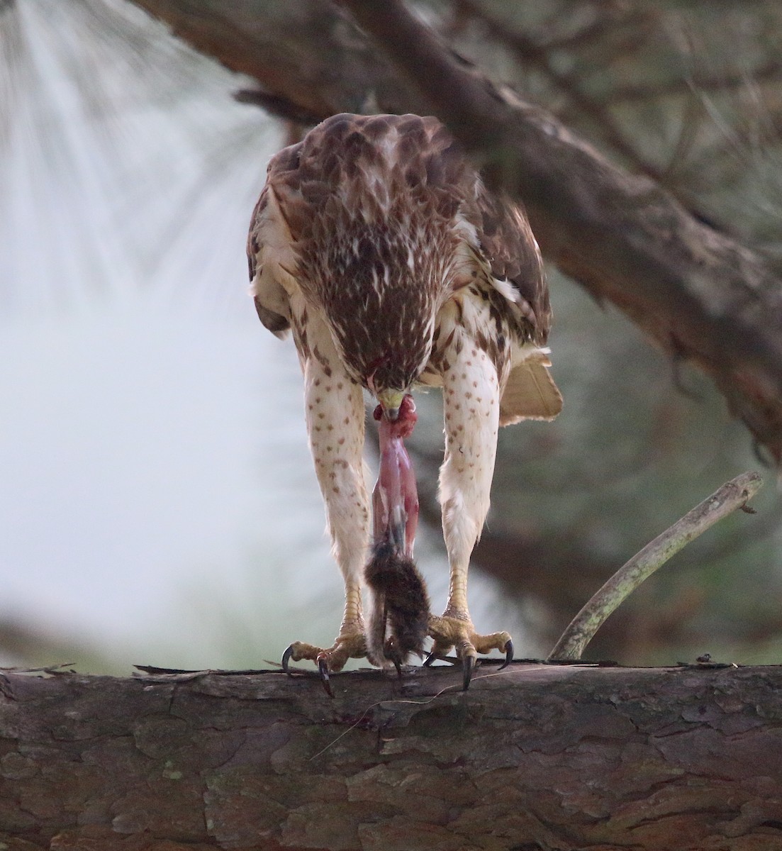 Red-tailed Hawk - ML247625921