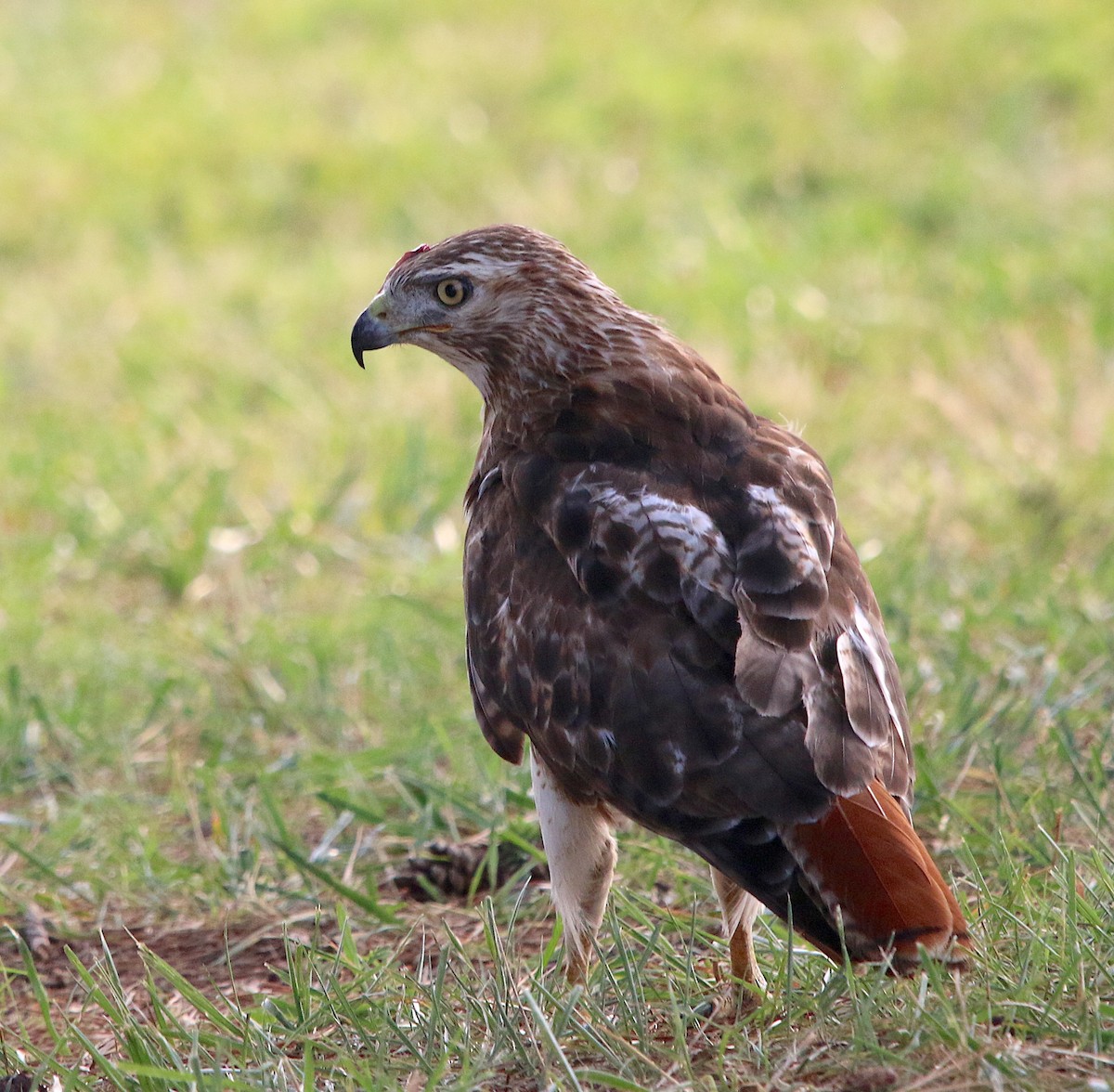 Red-tailed Hawk - ML247625951