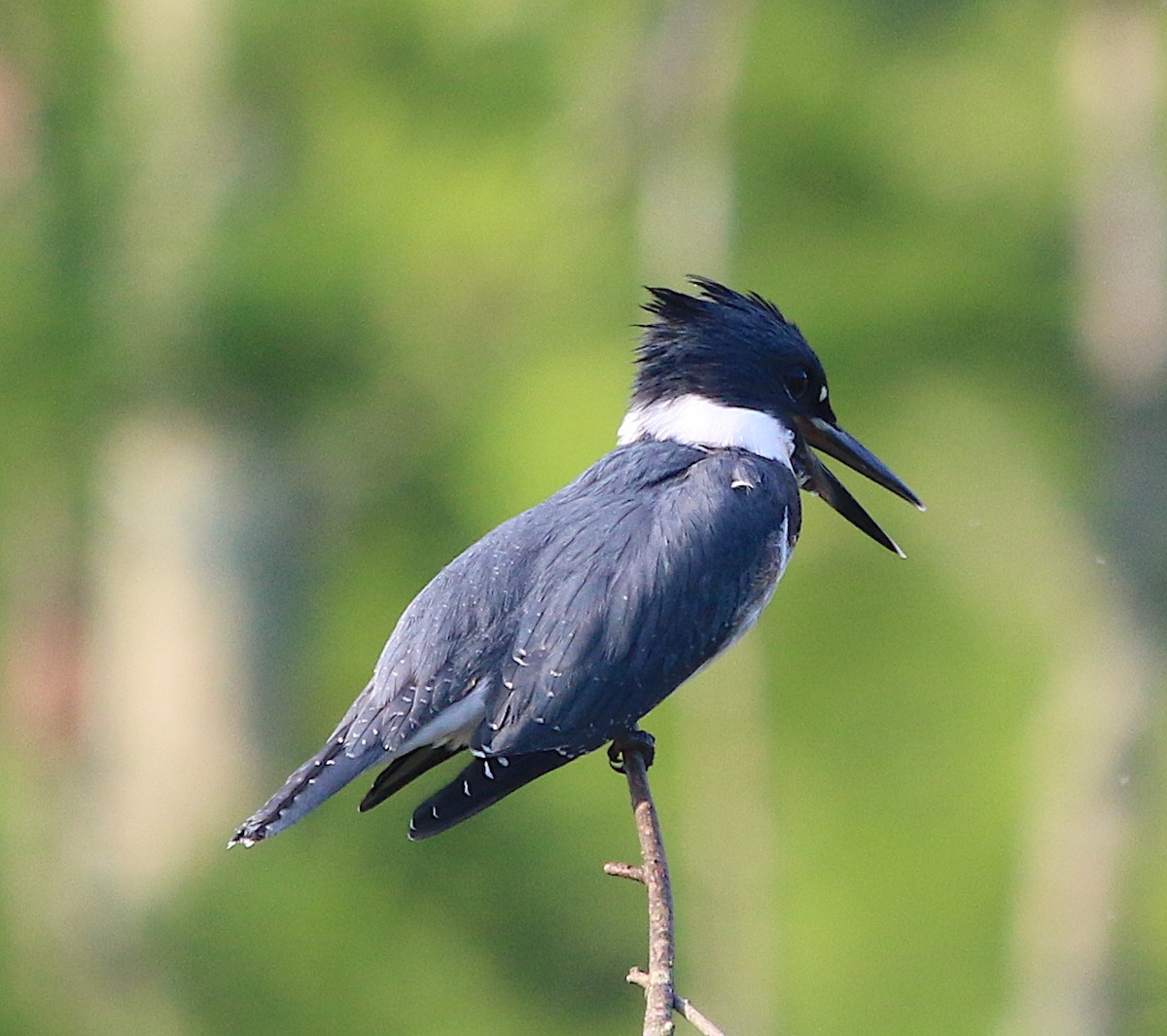 Belted Kingfisher - ML247625971