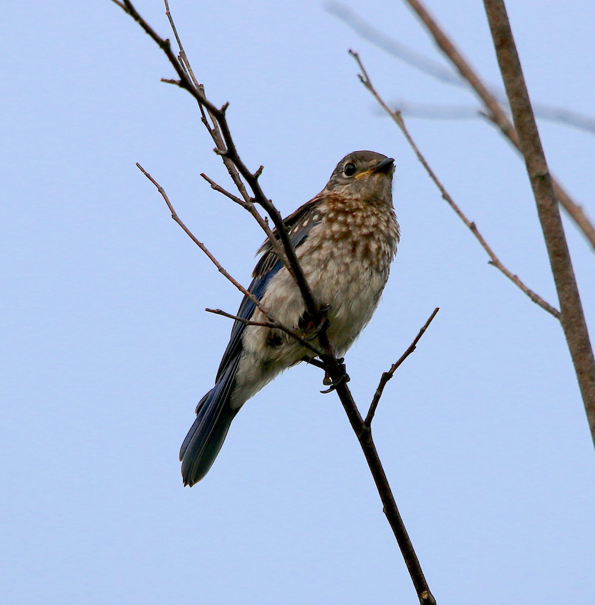 Eastern Bluebird - ML247626021