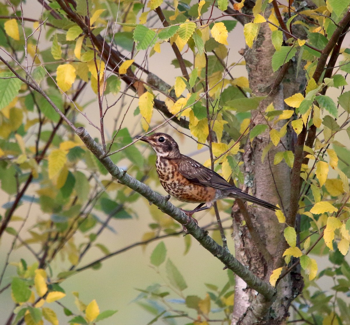 American Robin - ML247626051