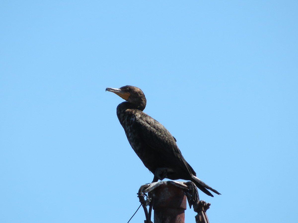 Double-crested Cormorant - ML247626981