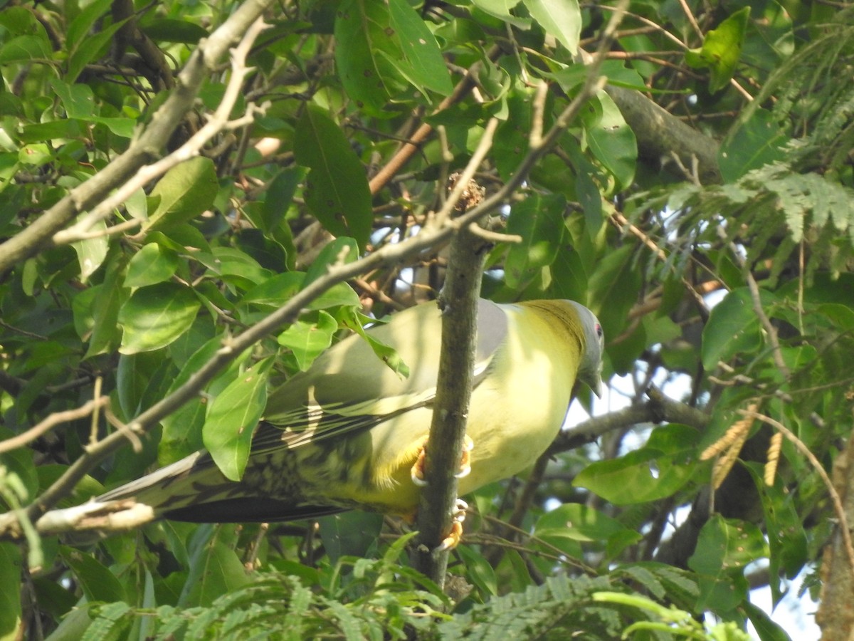 Yellow-footed Green-Pigeon - Arulvelan Thillainayagam