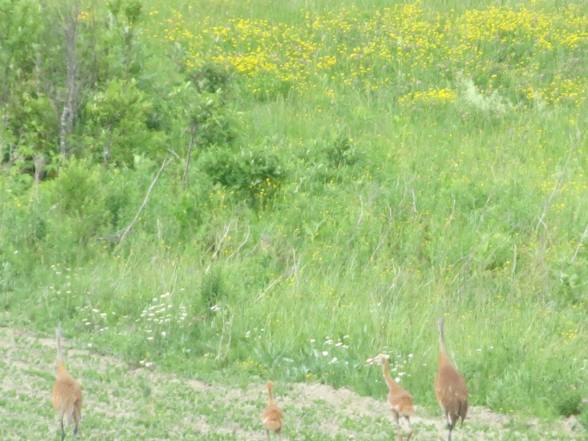 Sandhill Crane - ML247627641