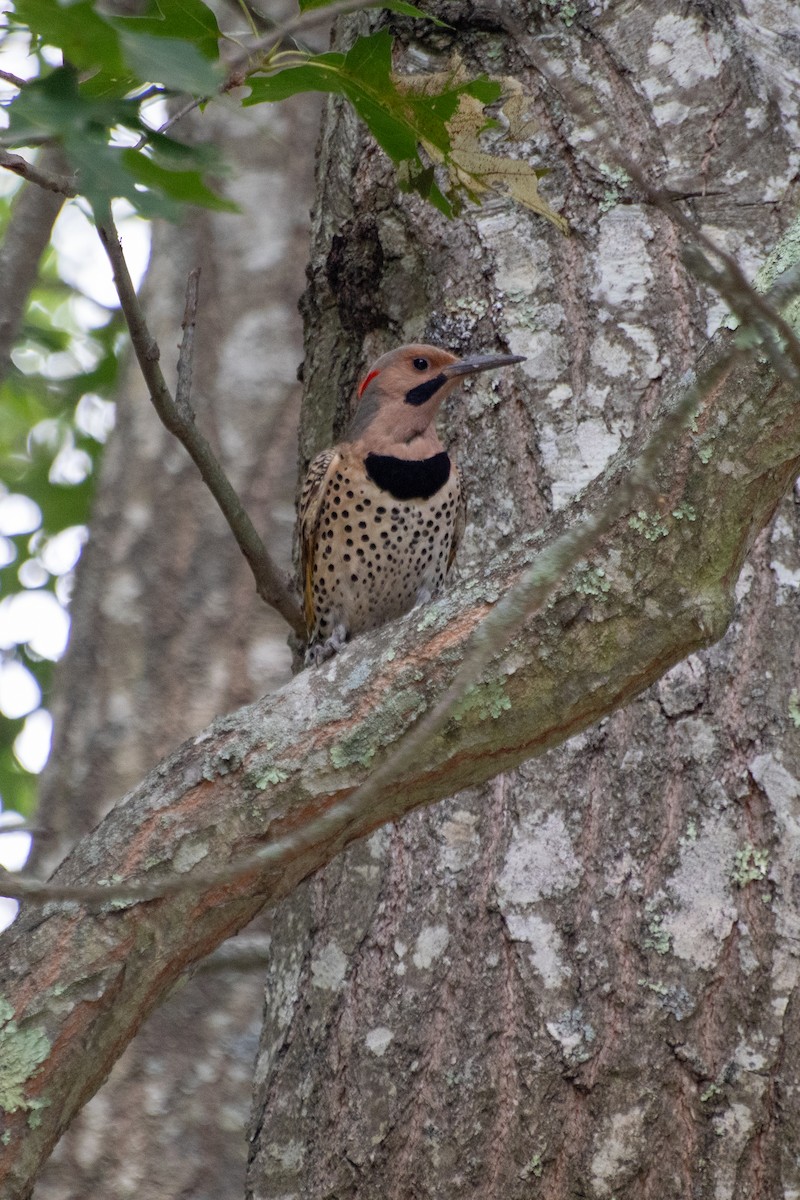 Northern Flicker - ML247627741