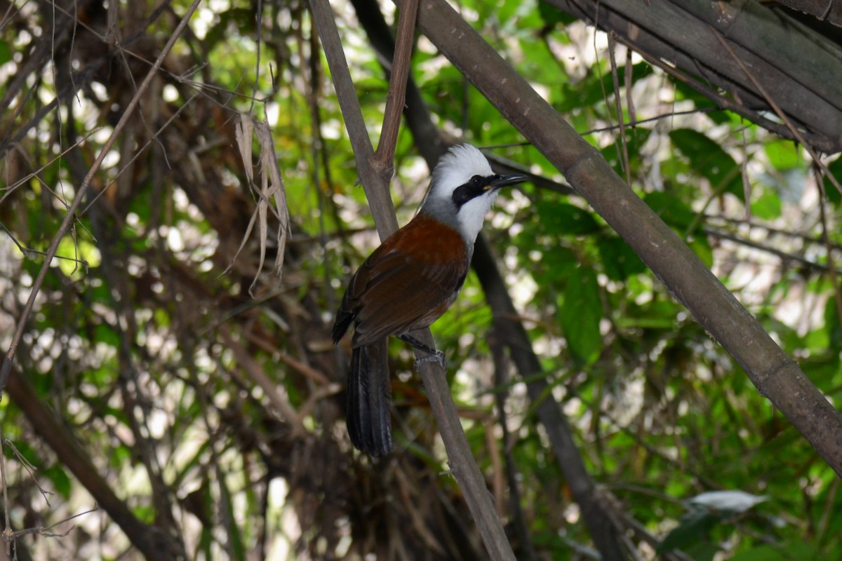 White-crested Laughingthrush - Claude Letourneau