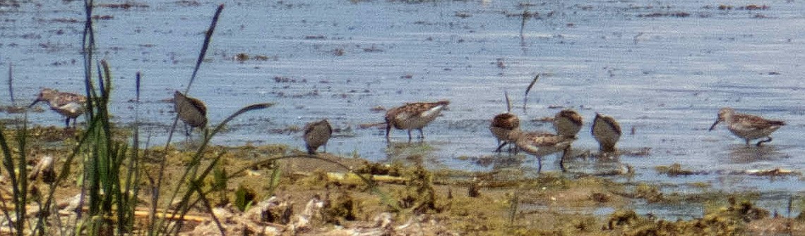 shorebird sp. - ML247629111