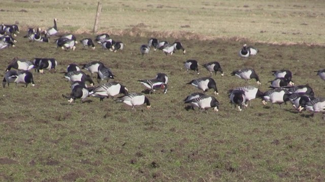 Red-breasted Goose - ML247629251