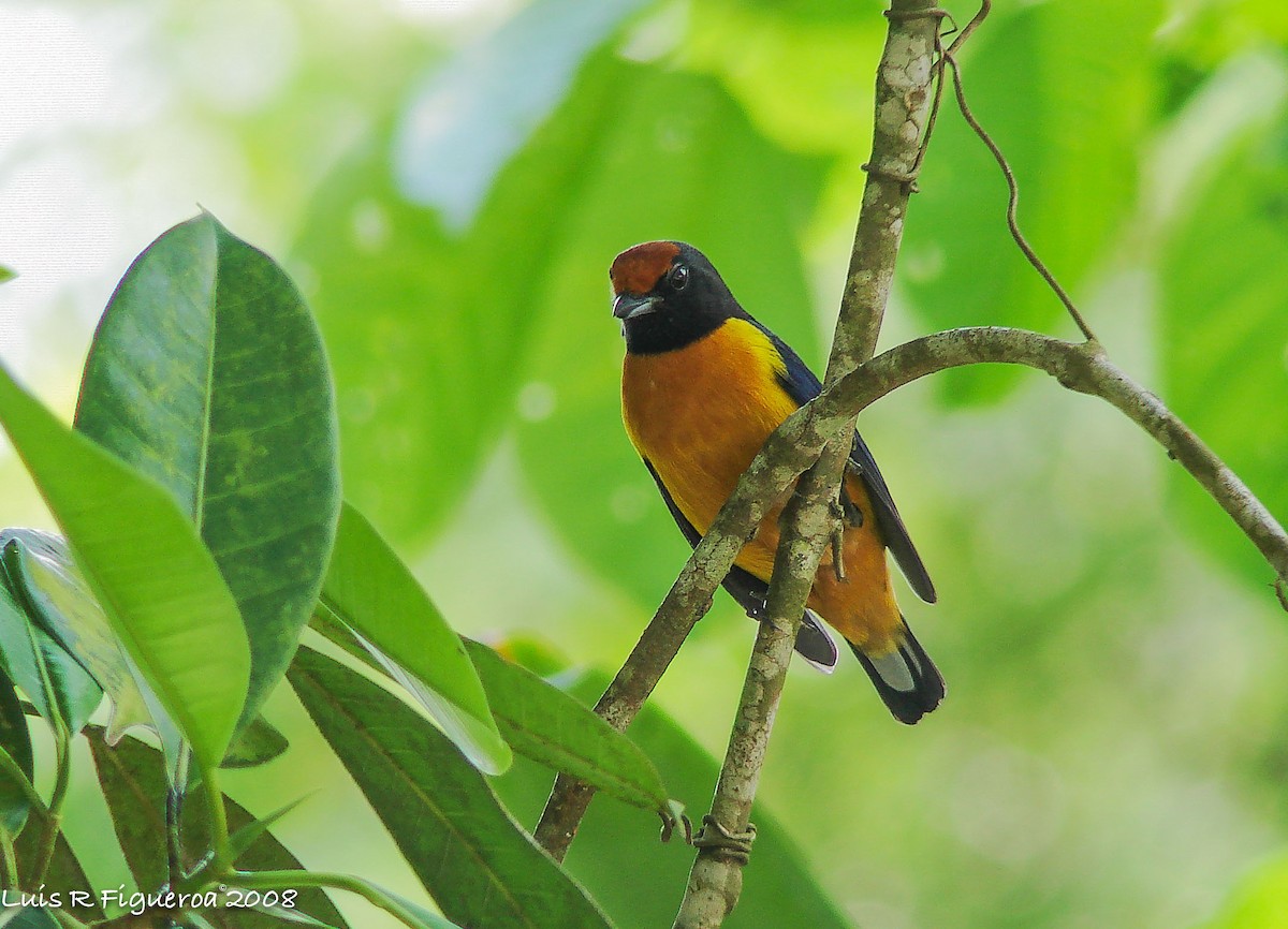 Orange-bellied Euphonia - ML247629901