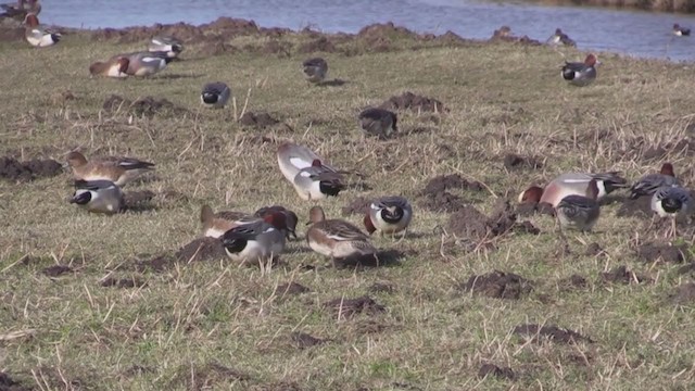 Eurasian Wigeon - ML247631011