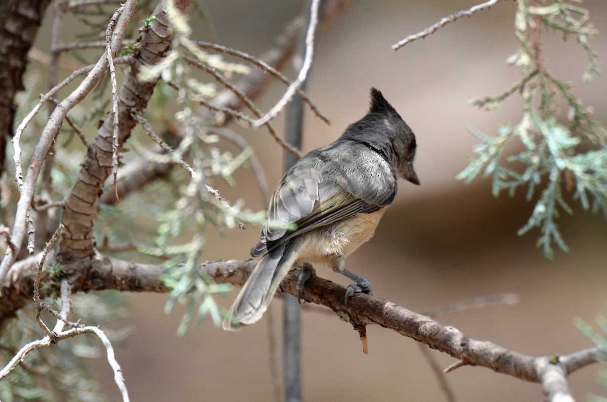 Black-crested Titmouse - ML247633421