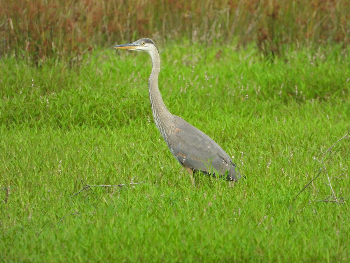 Great Blue Heron - ML247634851