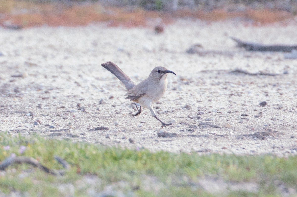 LeConte's Thrasher - ML24763501