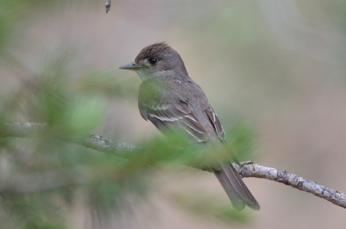 Western Wood-Pewee - Jeff Sexton