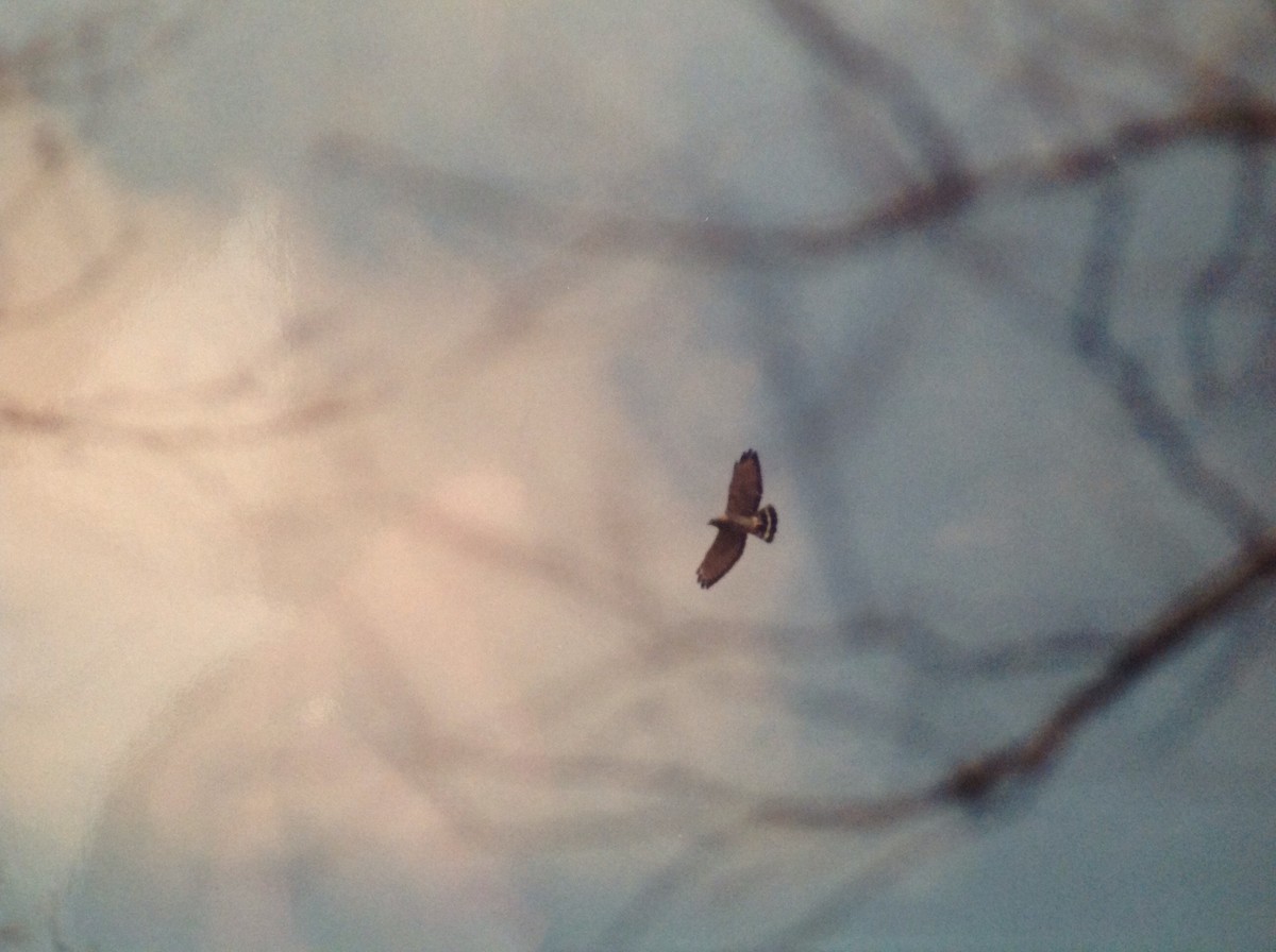 Broad-winged Hawk - ML24763551