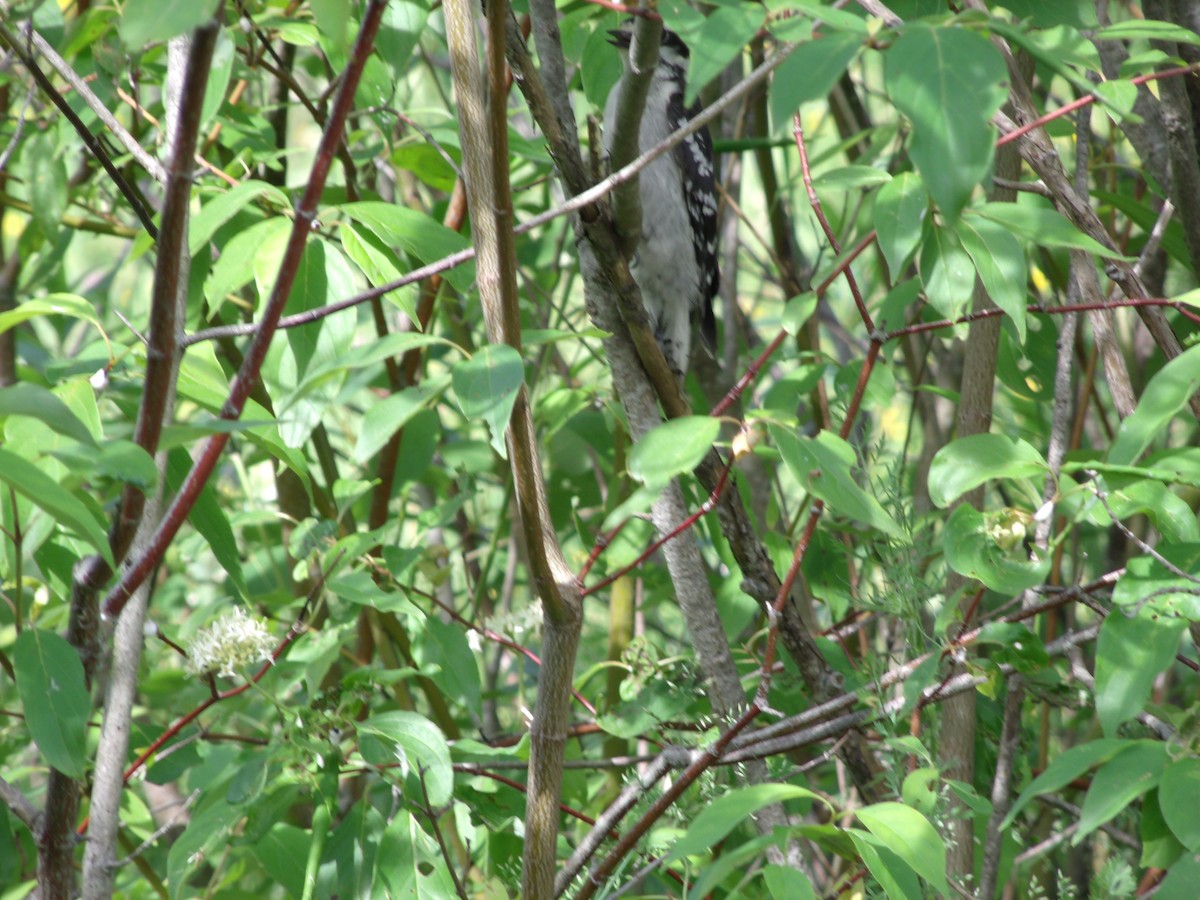 Hairy Woodpecker - ML247635791