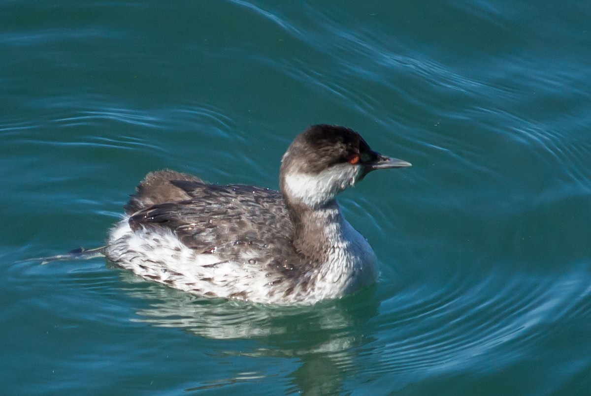 Horned Grebe - Carole Rose