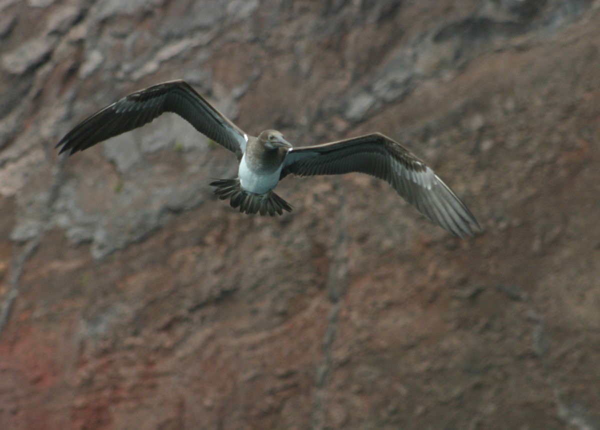 Blue-footed Booby - ML247638581