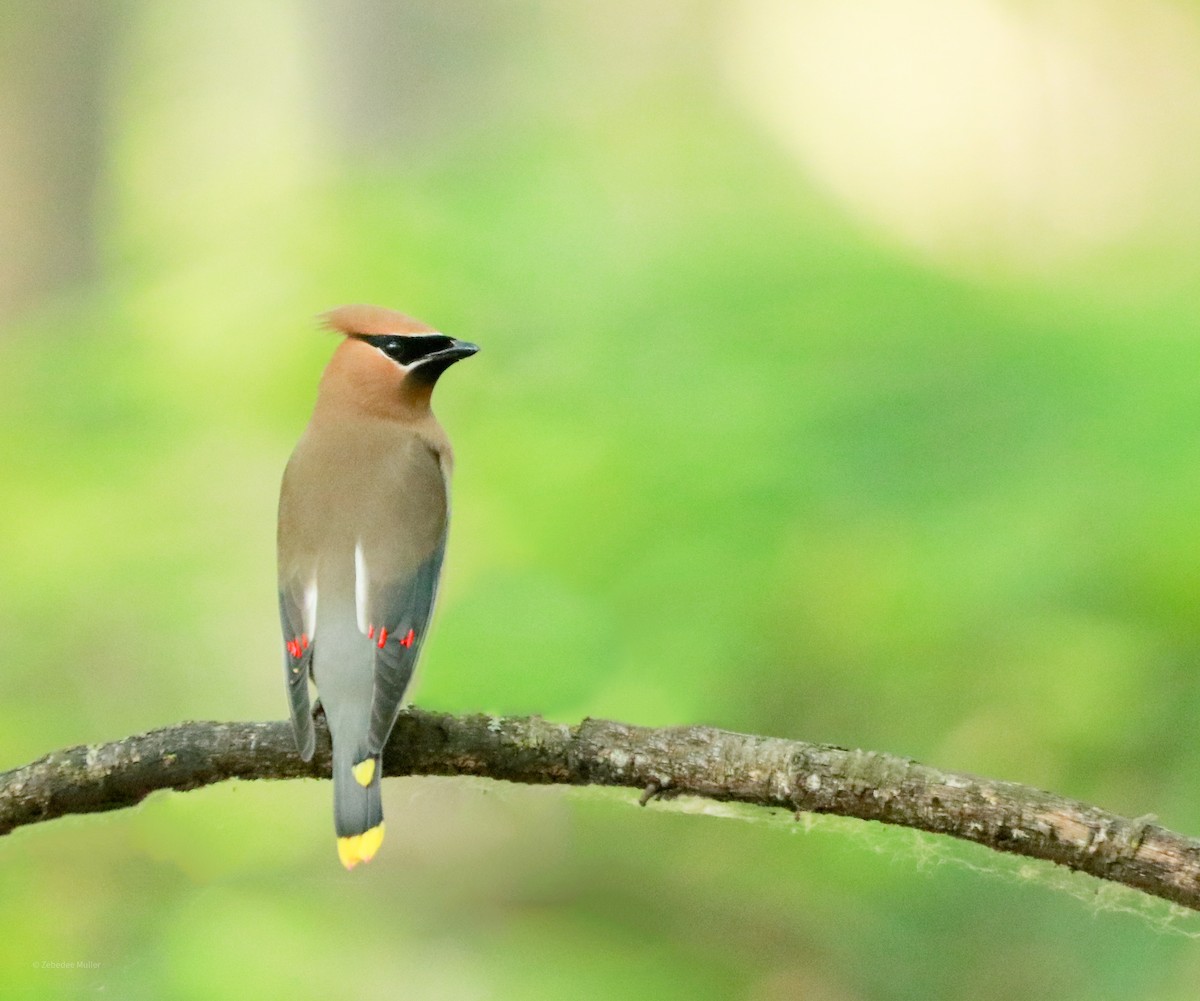 Cedar Waxwing - Zebedee Muller