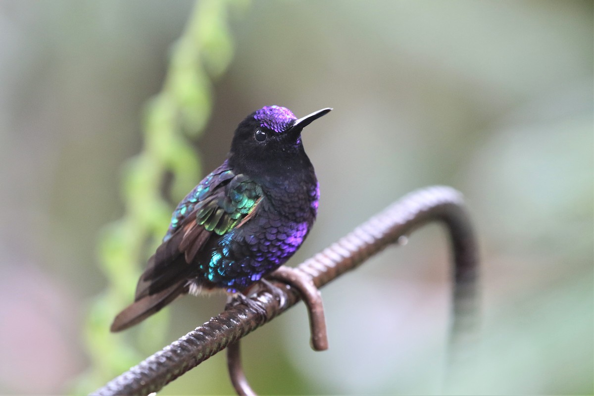 Colibrí Sietecolores - ML247644331