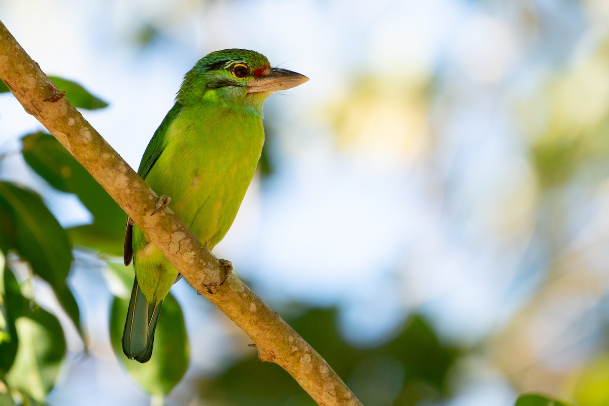 Moustached Barbet - ML247644661