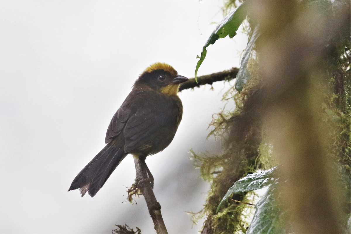 Atlapetes Tricolor (crassus) - ML247644851