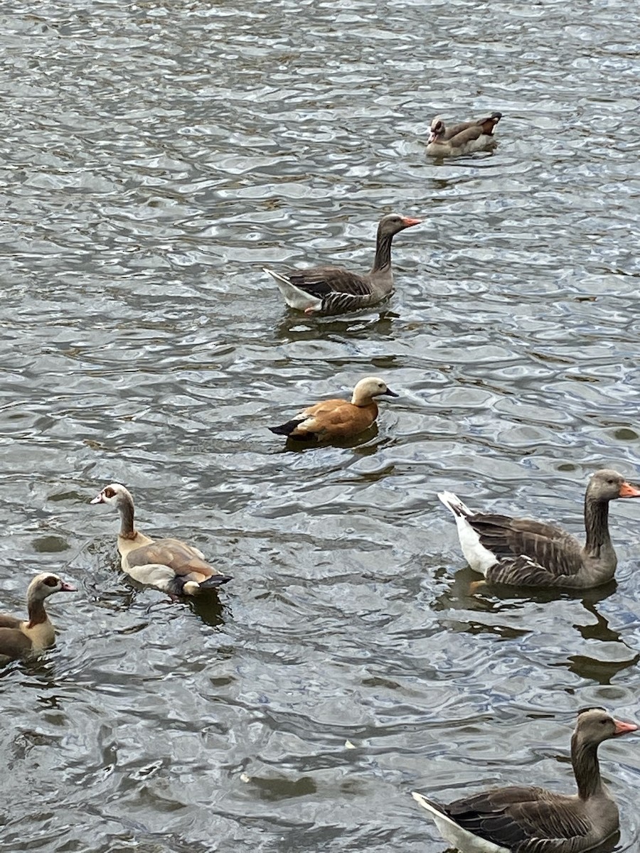 Ruddy Shelduck - ML247651401