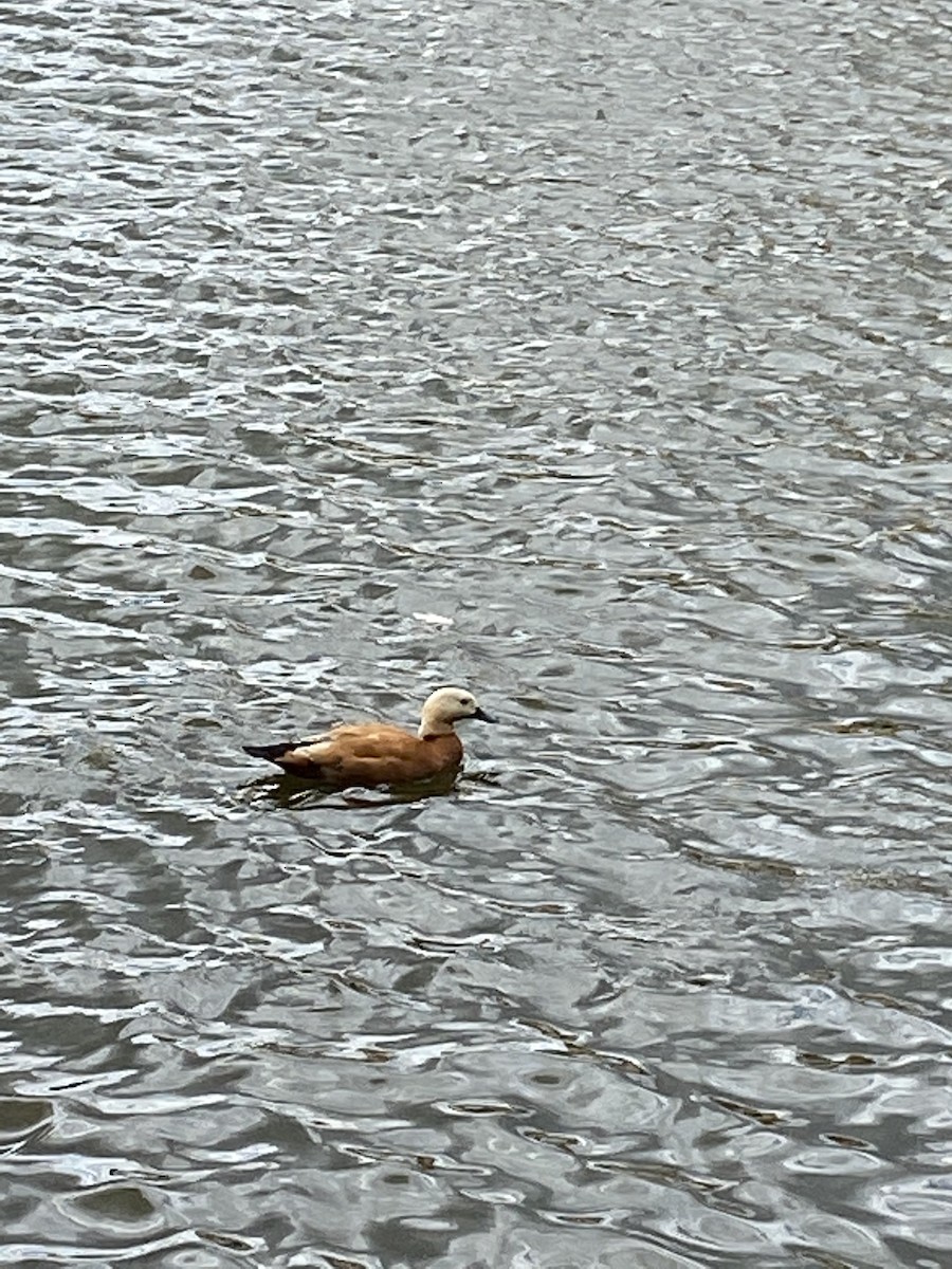 Ruddy Shelduck - ML247651411