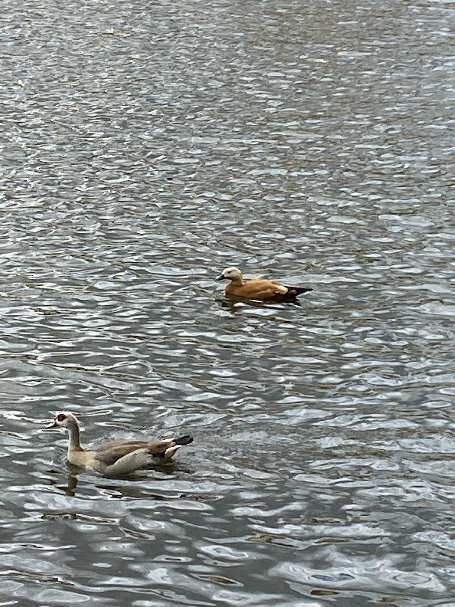Ruddy Shelduck - ML247651431