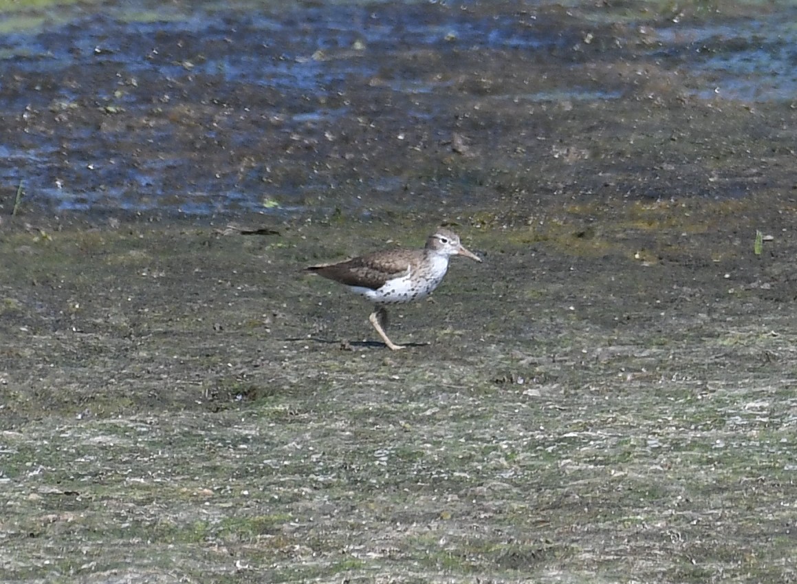 Spotted Sandpiper - joe wolf