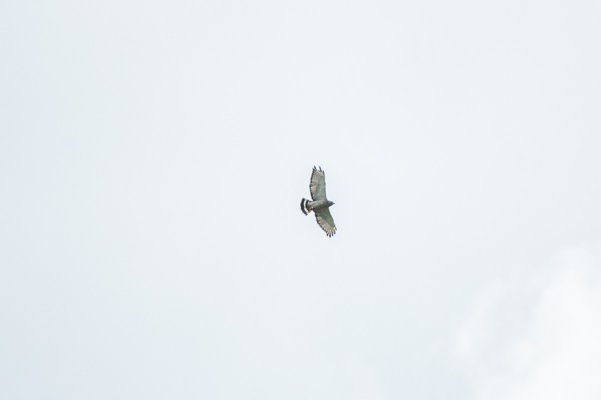 Broad-winged Hawk - ML247651851