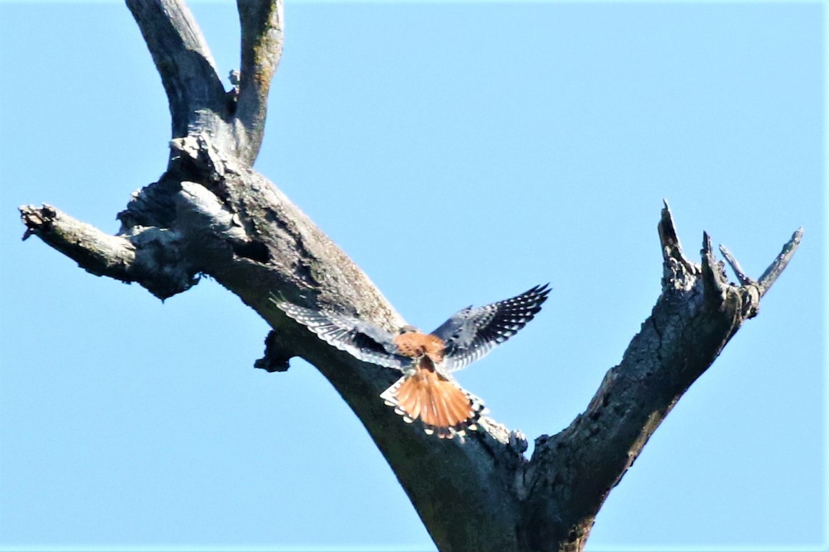 American Kestrel - ML247653741