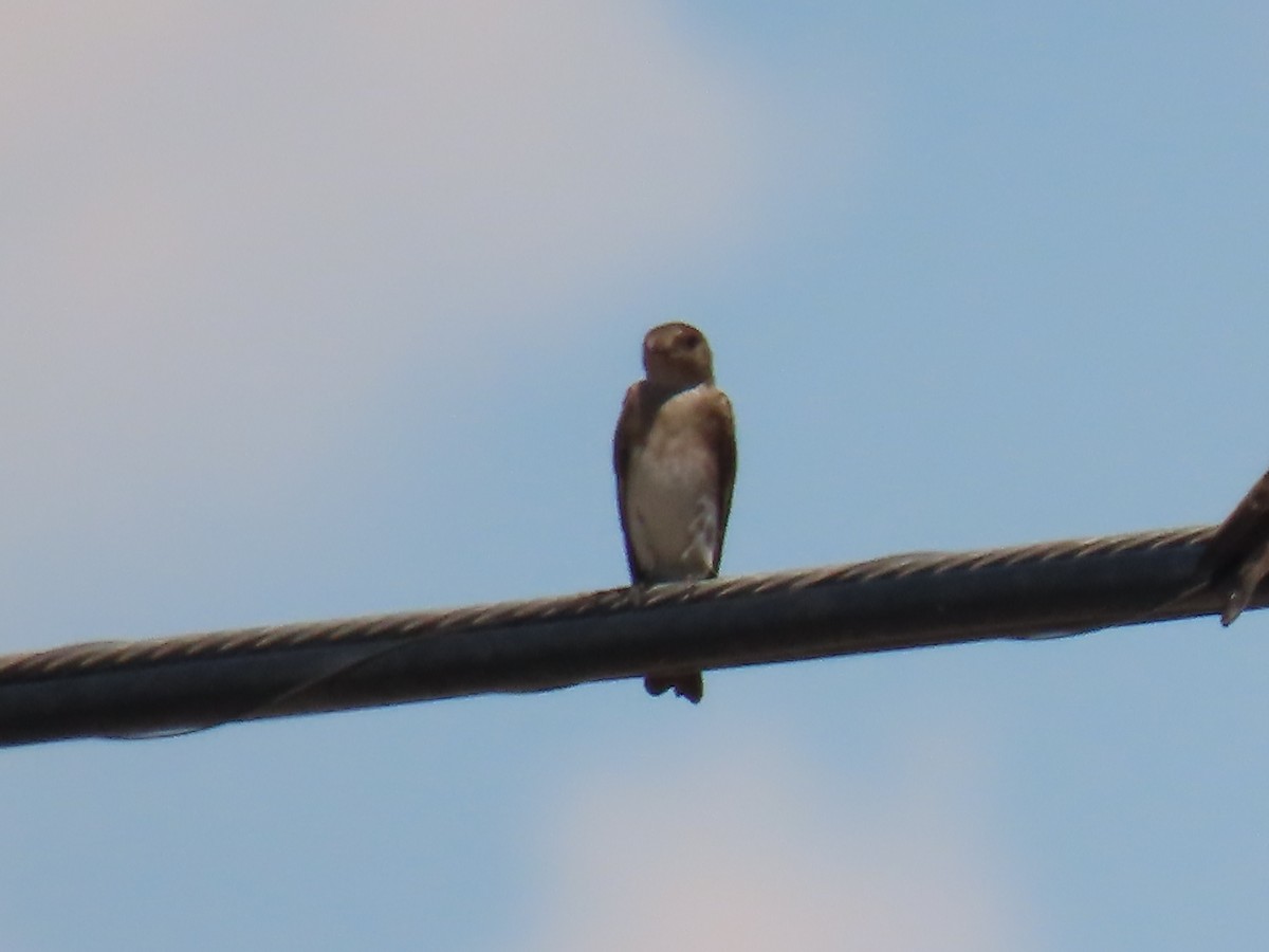 Northern Rough-winged Swallow - ML247654351