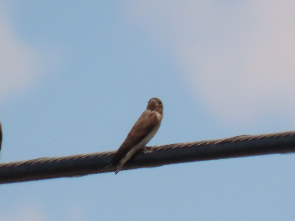 Northern Rough-winged Swallow - ML247654531