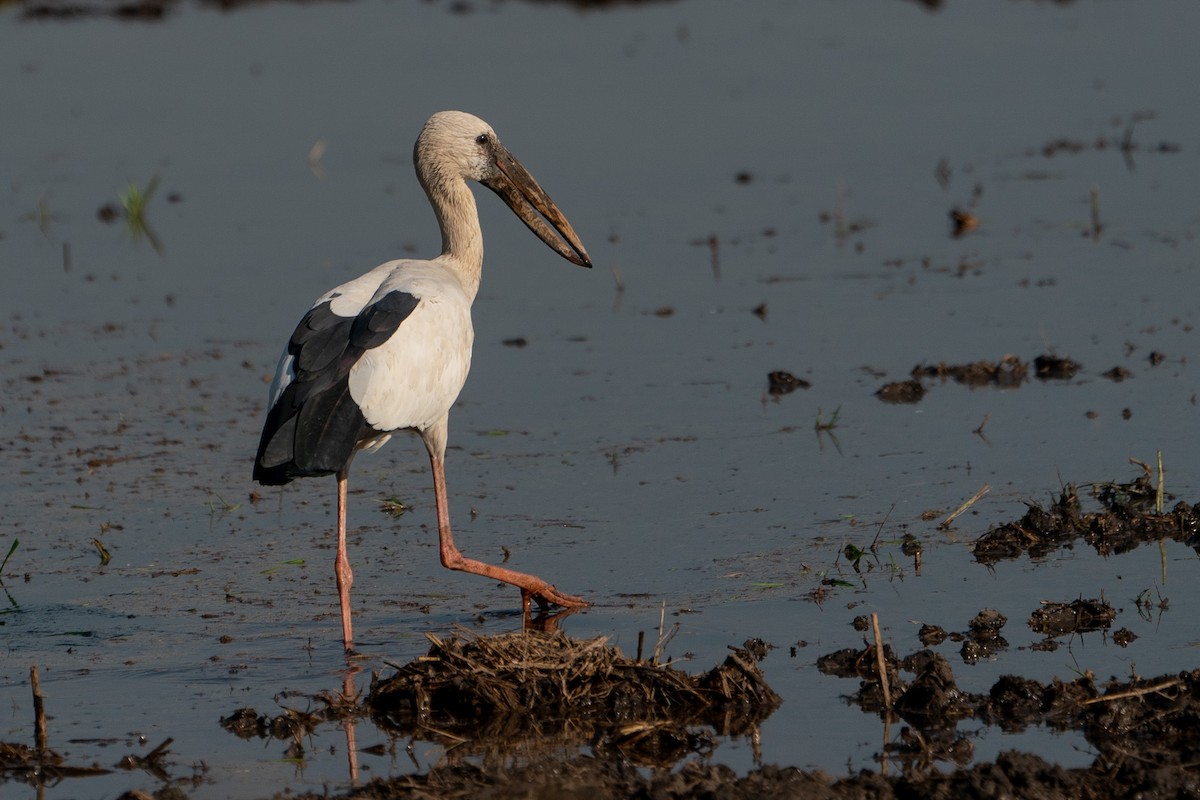 Asian Openbill - ML247655461