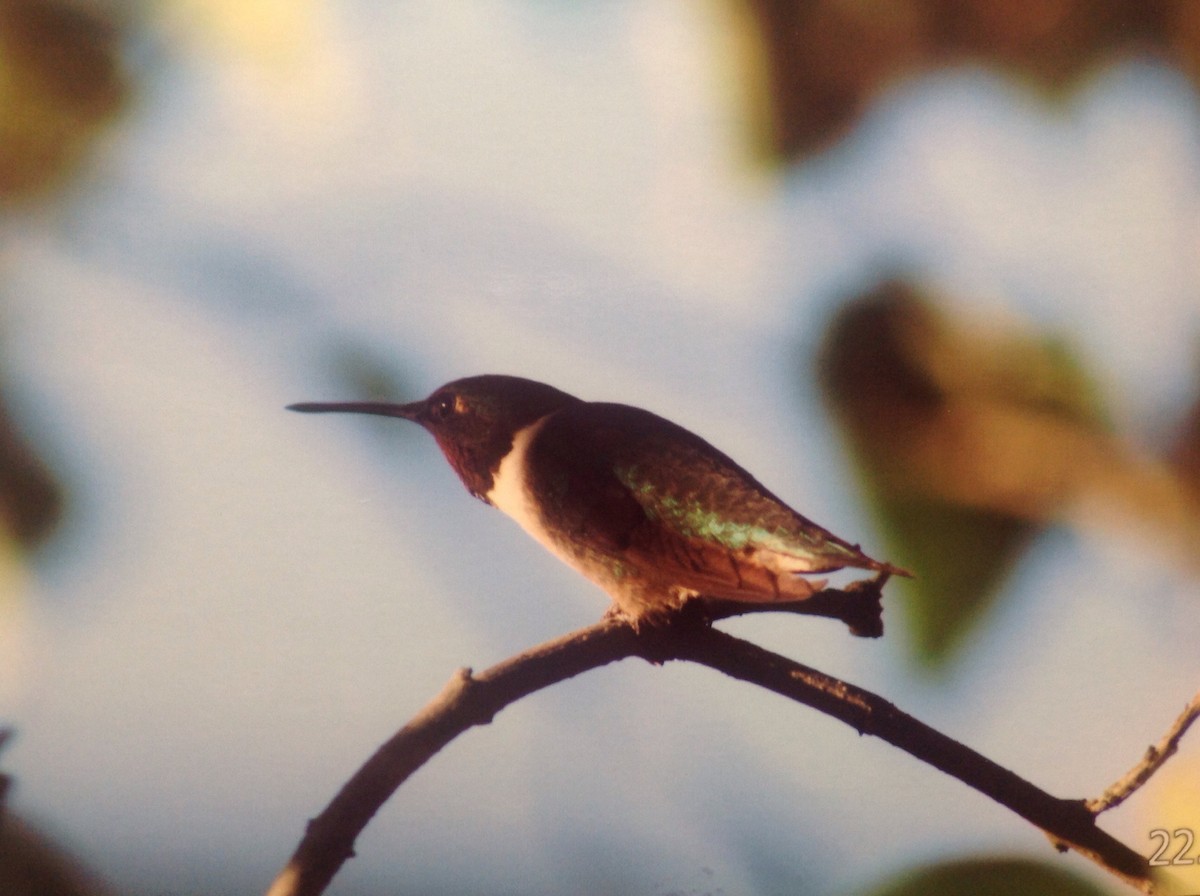 Ruby-throated Hummingbird - Alice Oliver