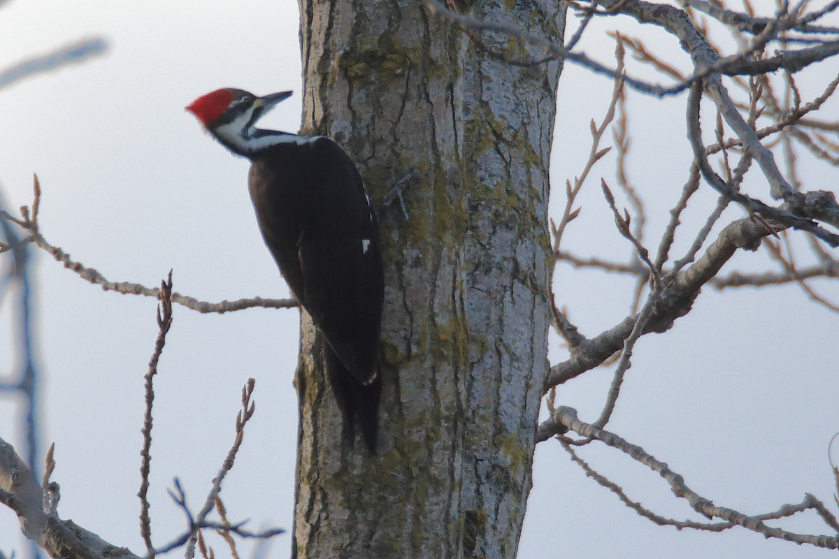 Pileated Woodpecker - County Lister Brendan