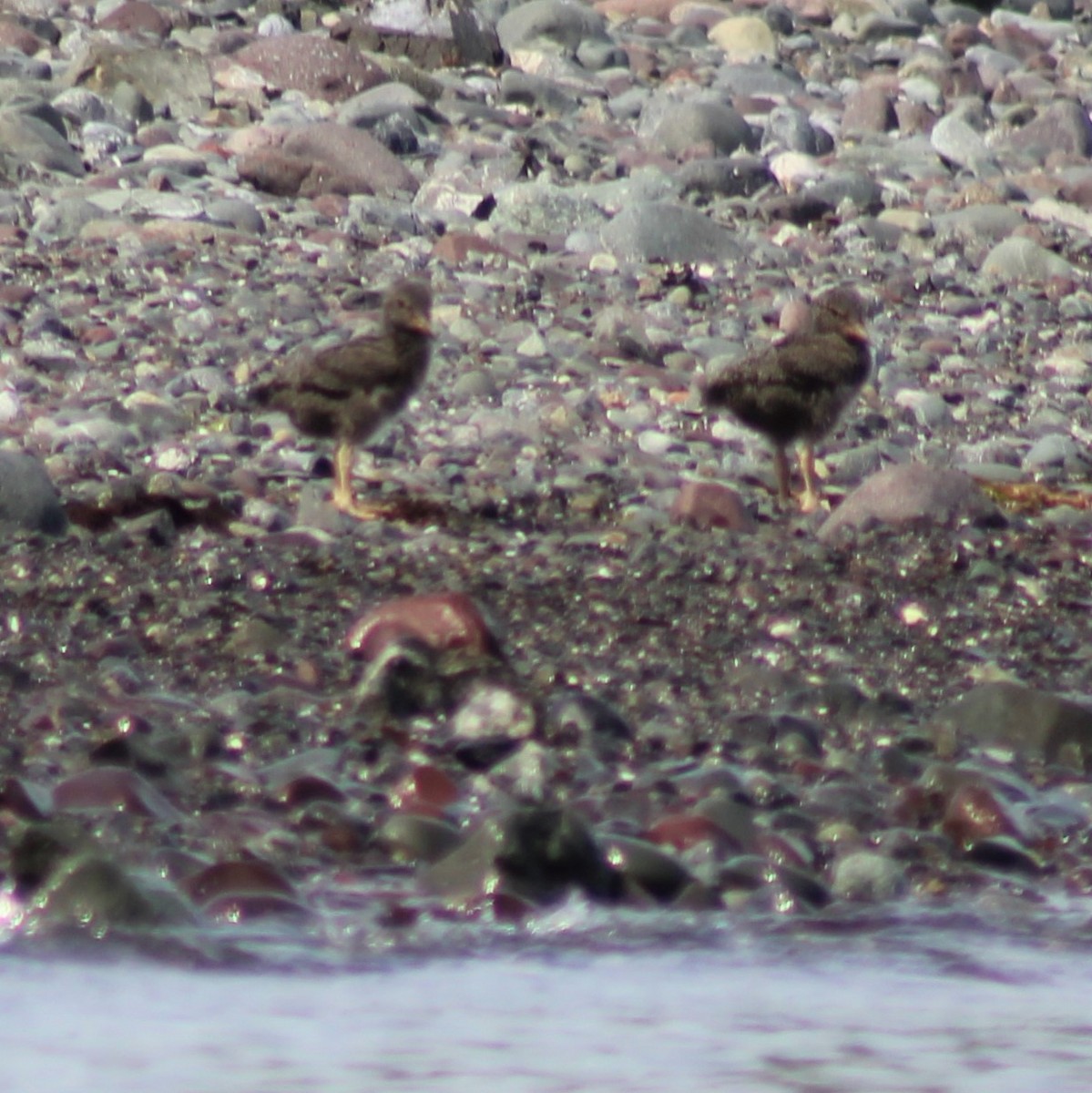 Black Oystercatcher - Cindy  Mom