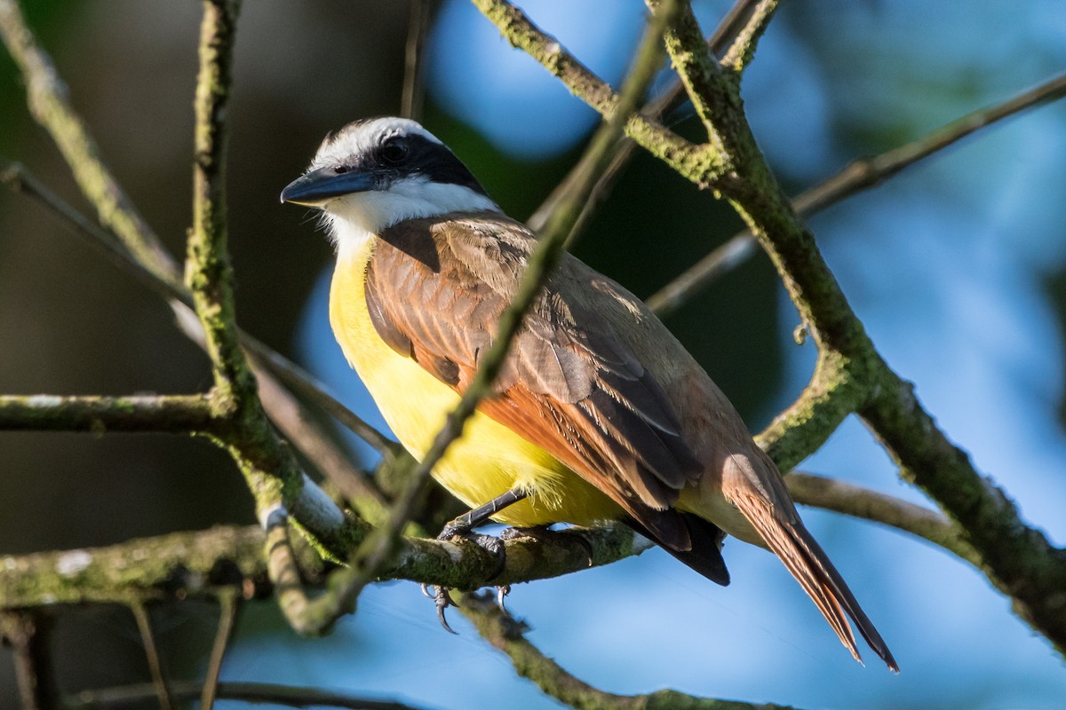 Great Kiskadee - Brian McGee