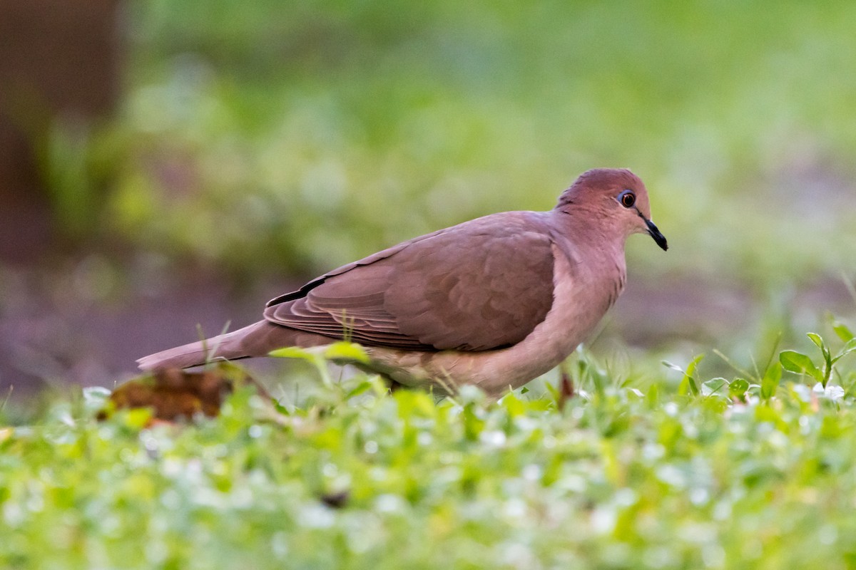 White-tipped Dove - ML247657181