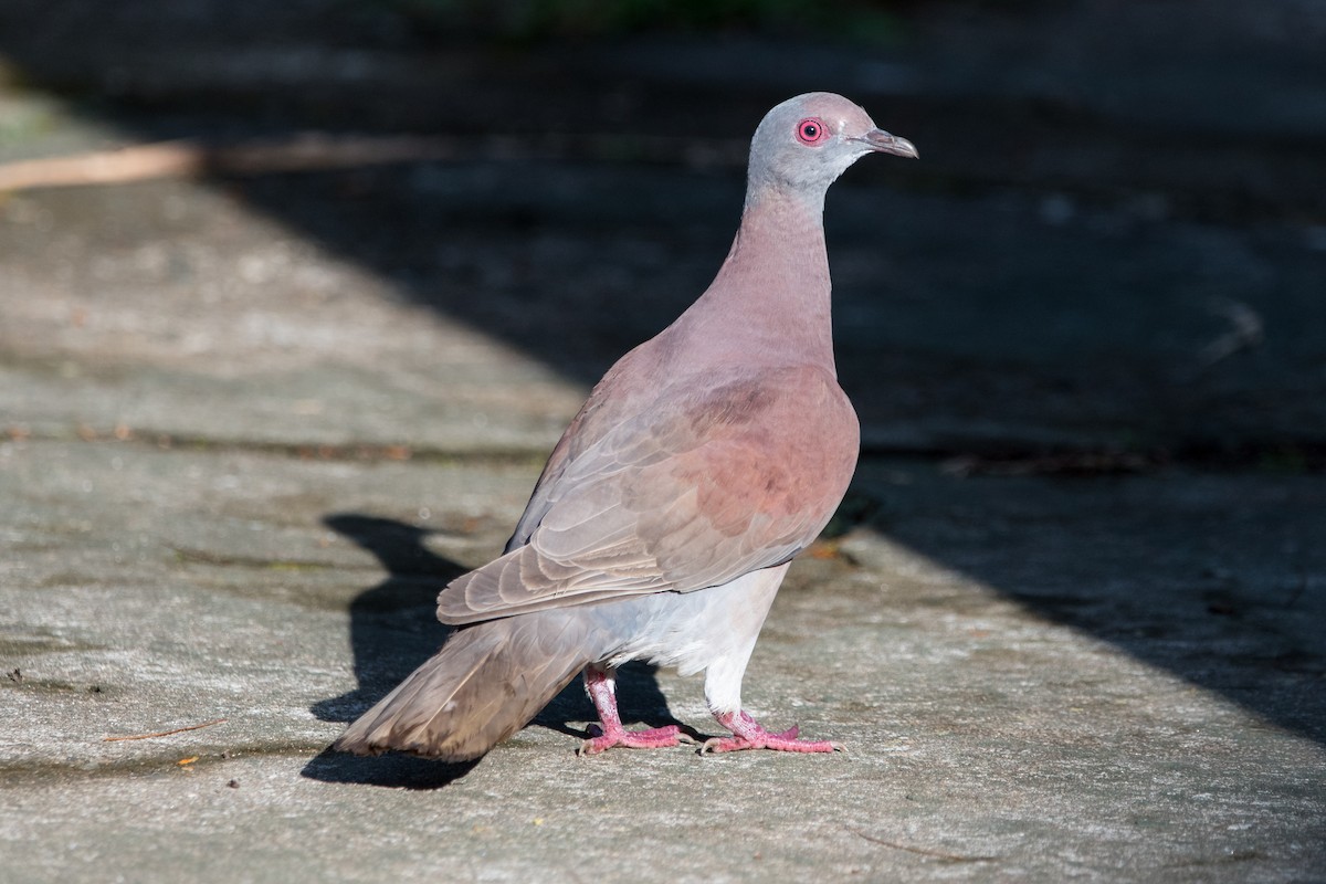 Pale-vented Pigeon - Brian McGee