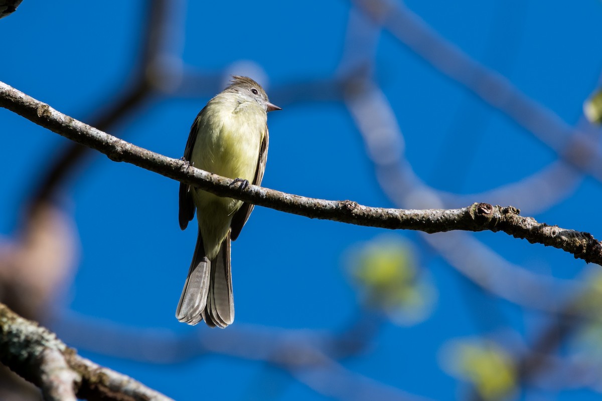 Yellow-bellied Elaenia - ML247657771