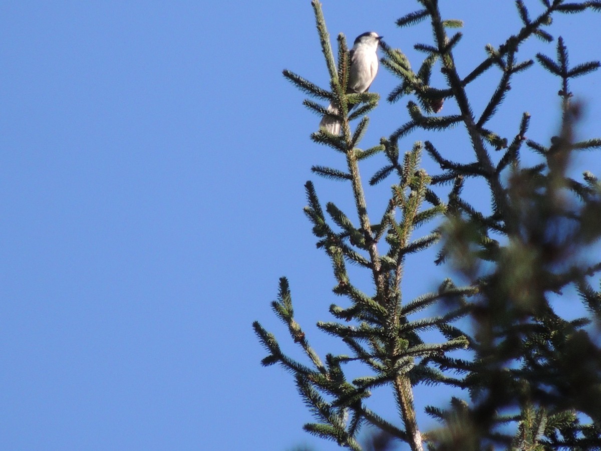 Canada Jay - ML247658181