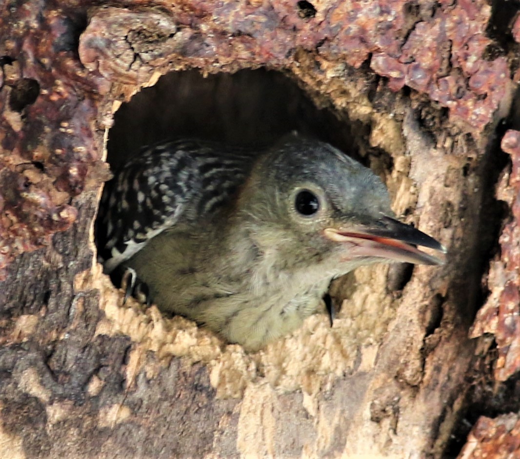 Red-bellied Woodpecker - Daniel Lebbin