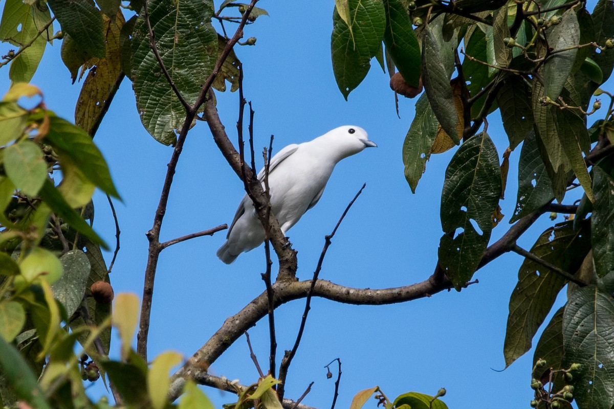 Snowy Cotinga - Brian McGee