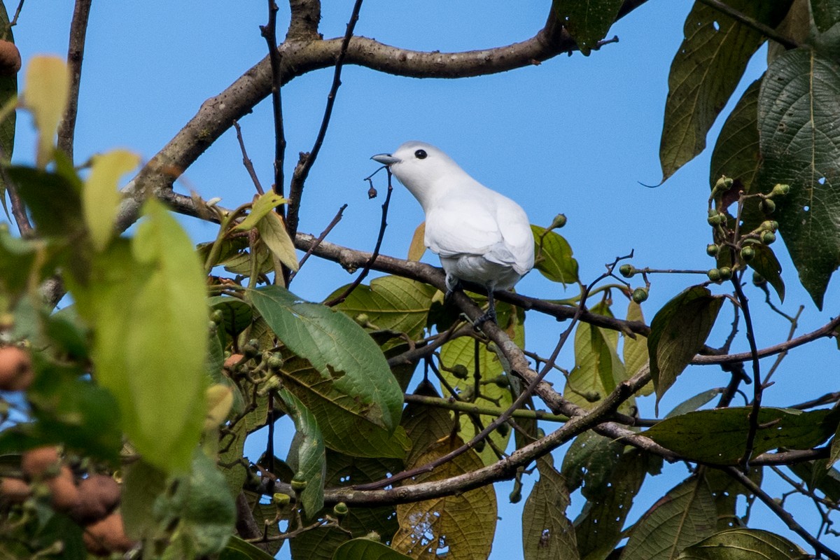 Snowy Cotinga - Brian McGee