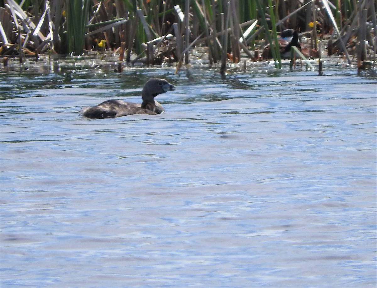 Pied-billed Grebe - ML247660901