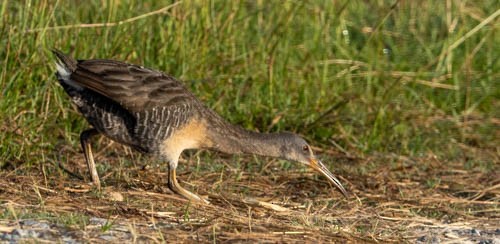 Clapper Rail - Susan Mac